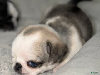 Pug dogs Luna - Ad 15