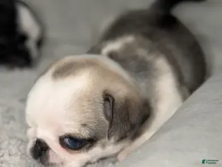 Pug dogs Luna - Ad 20