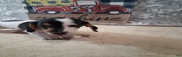 Miniature Dachshund dogs for sale: Oreo - Ad 2