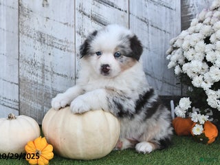 Australian Shepherd dogs - Ad 38