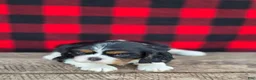 Cavalier King Charles Spaniel dogs for sale: Twizzler - Ad 2