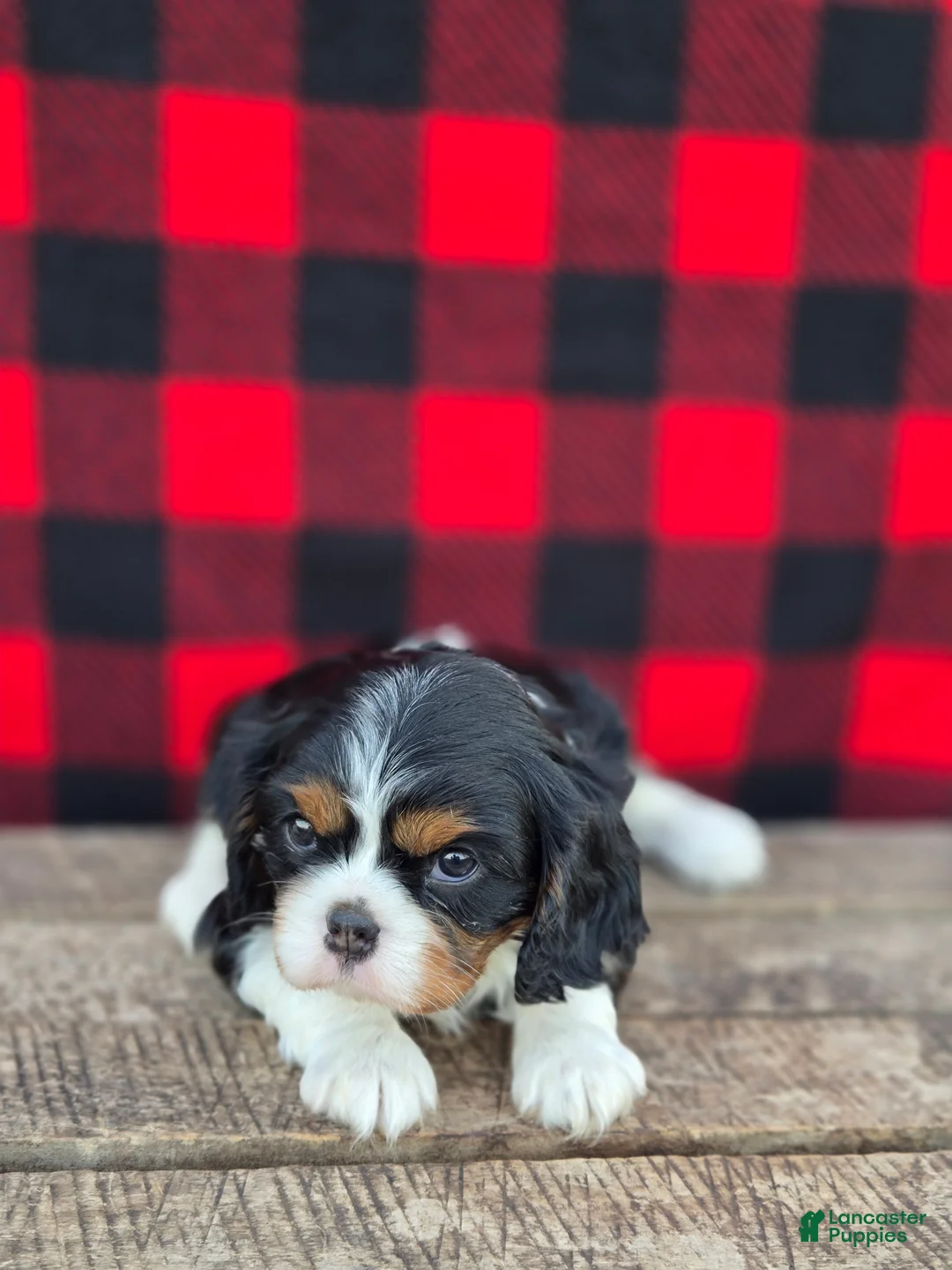 Cavalier King Charles Spaniel dogs for sale: Twizzler - Ad 2
