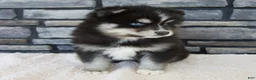 Pomsky dogs for sale: Raven - Ad 8