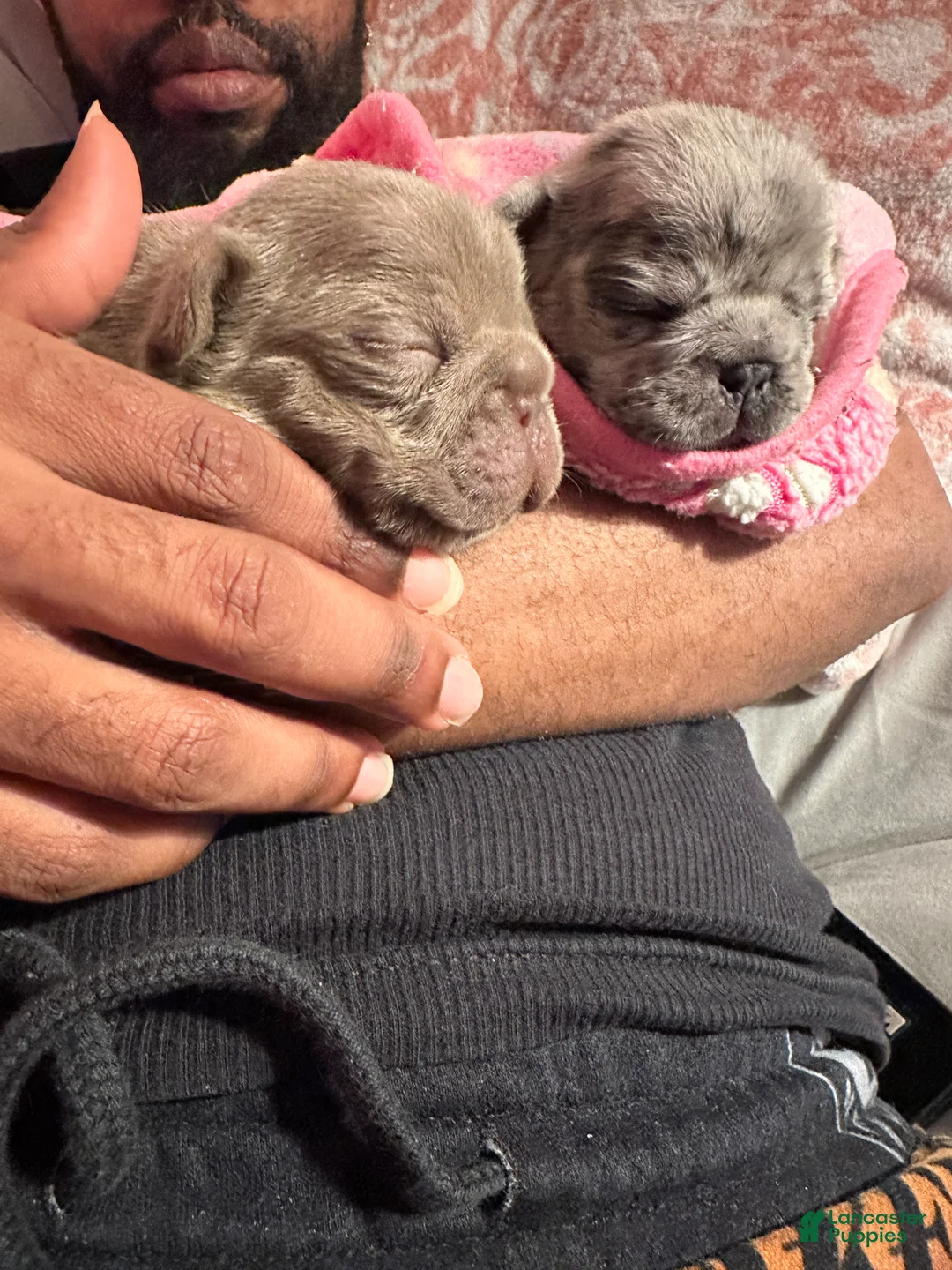 French Bulldog dogs for sale: Bee - Ad 2