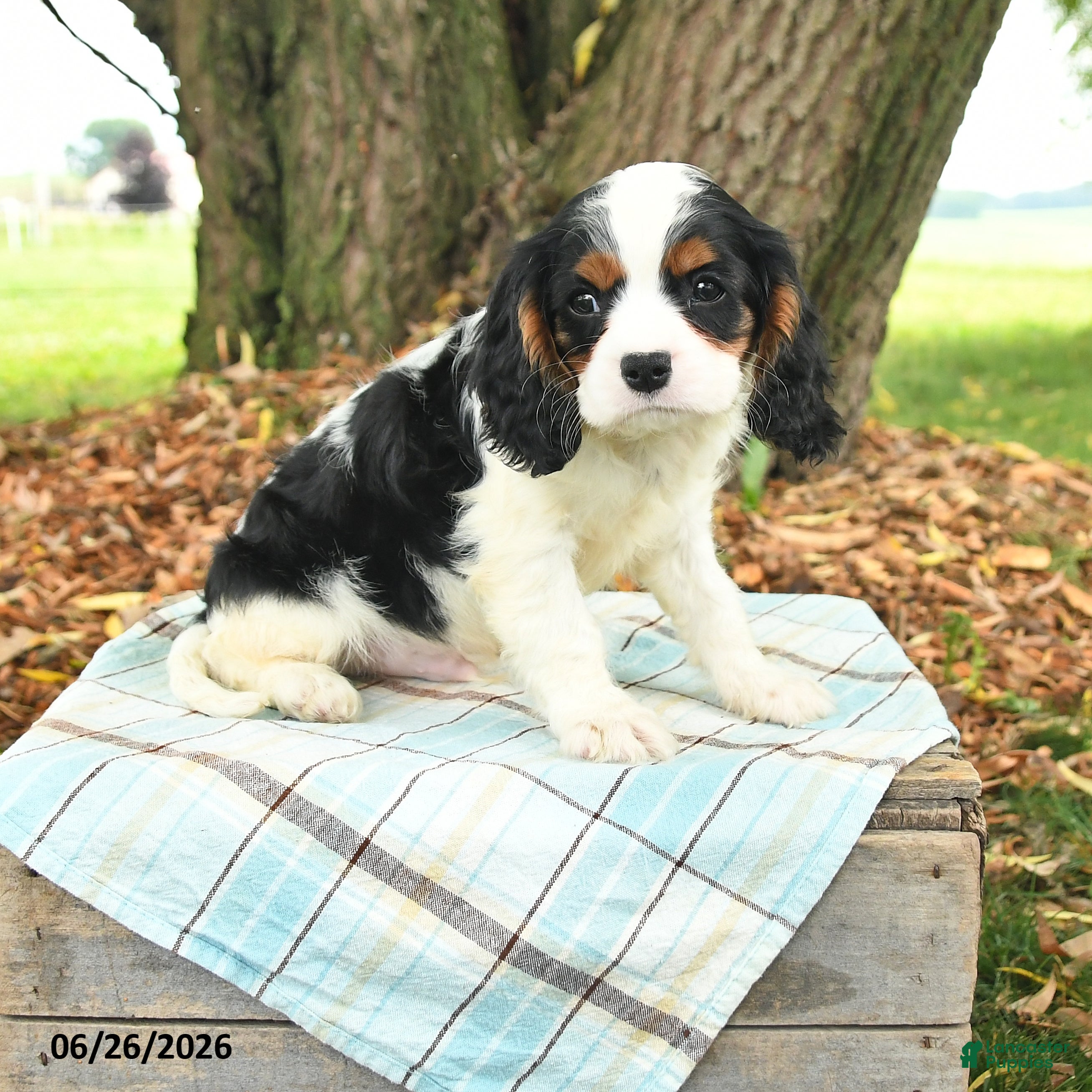 Cavalier King Charles Spaniel dogs Kurt - Ad 1