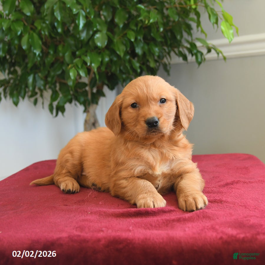 Golden Retriever dogs Rolo - Ad 2