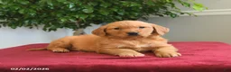 Golden Retriever dogs for sale: Rolo - Ad 2