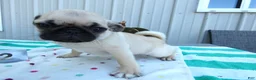 Pug dogs for sale: Pug 2 Buster - Ad 5