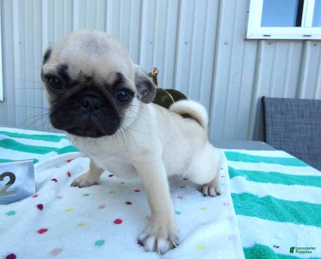 Pug dogs for sale: Pug 2 Buster - Ad 5
