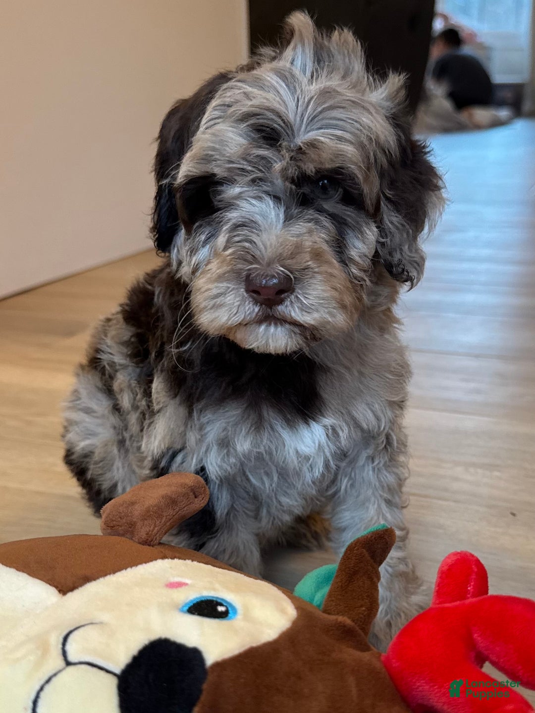 Mini Goldendoodle dogs for sale: Cooper - Ad 4