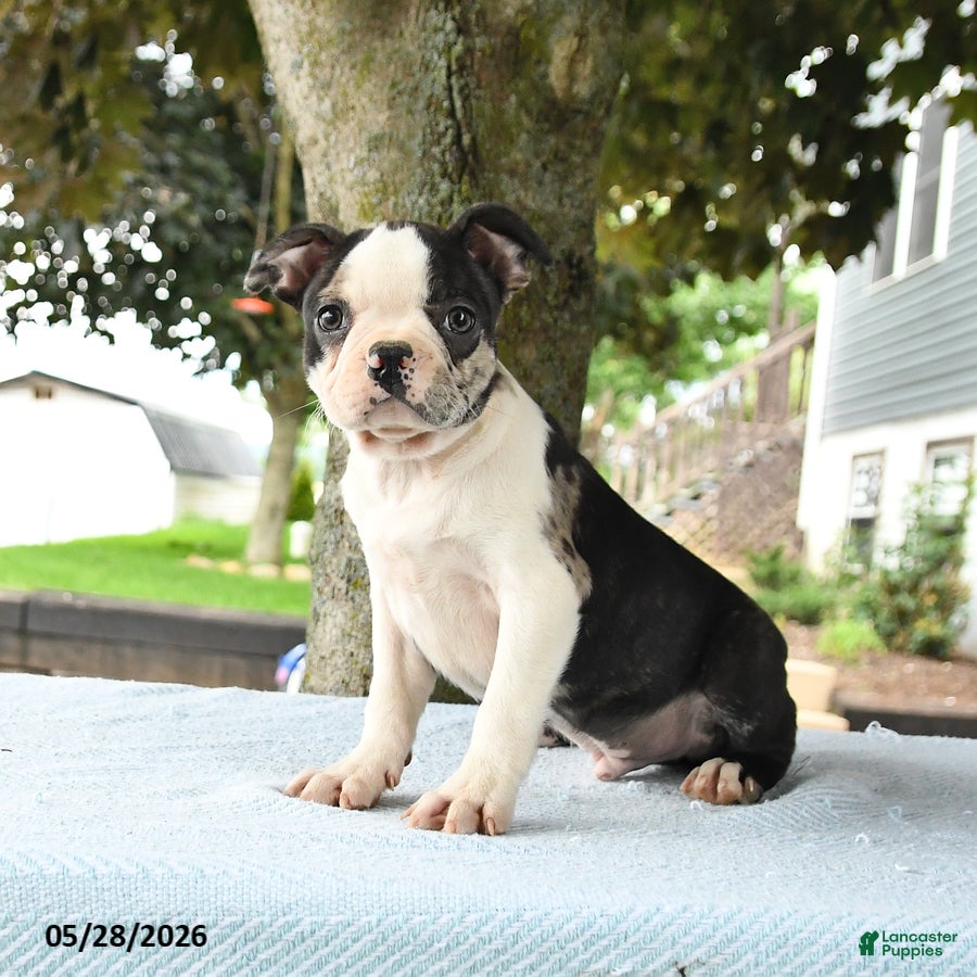 Boston Terrier dogs Romeo - Ad 1