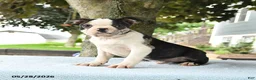 Boston Terrier dogs for sale: Romeo - Ad 6