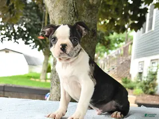 Boston Terrier dogs for sale: Romeo - Ad 1