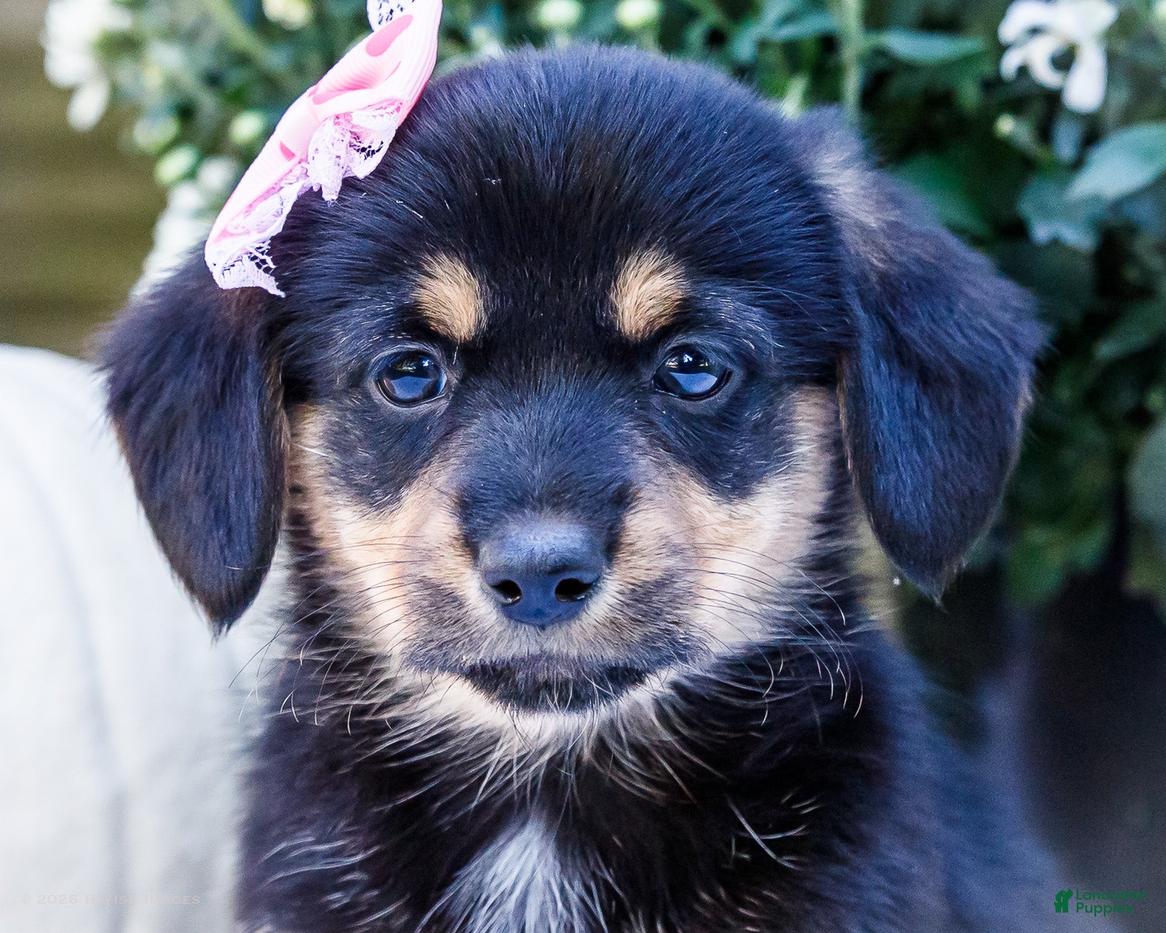 Mixed Breed dogs Coco Dorgi - Ad 2