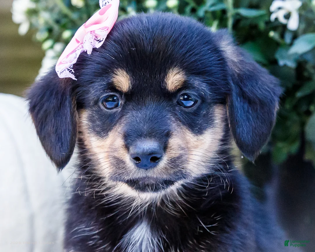 Mixed Breed dogs for sale: Coco - Ad 2