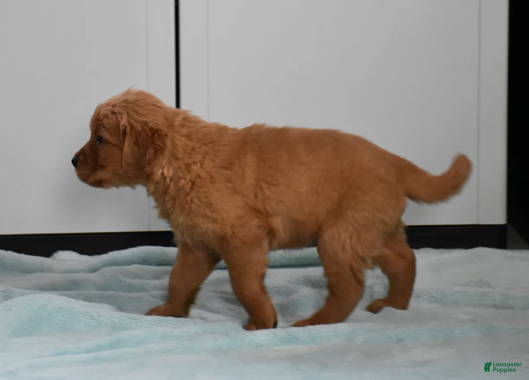 Golden Retriever dogs for sale: Ranger    Genetic/OFA - Ad 5
