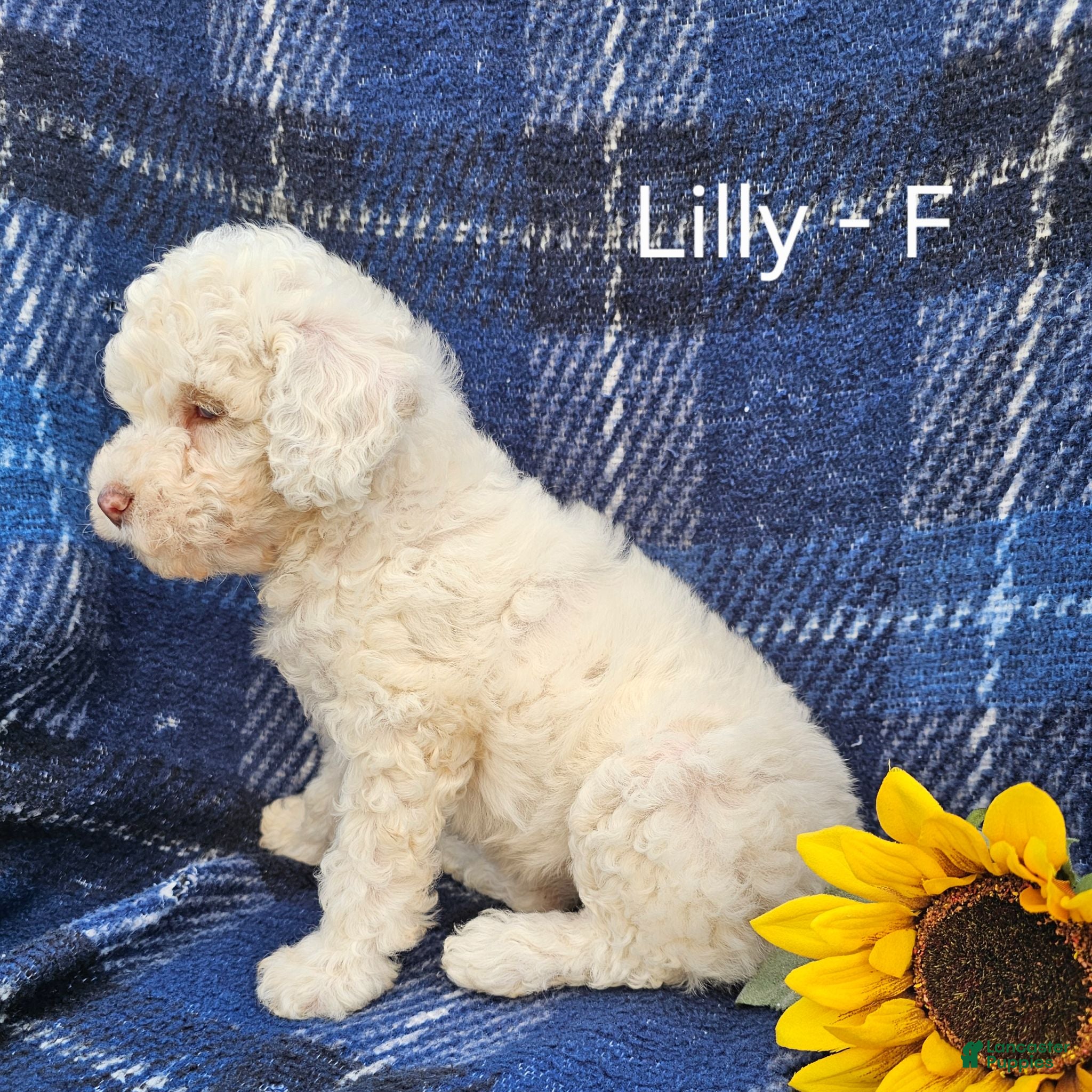 Miniature Poodle dogs for sale: Lilly - Ad 3