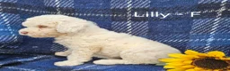 Miniature Poodle dogs for sale: Lilly - Ad 1