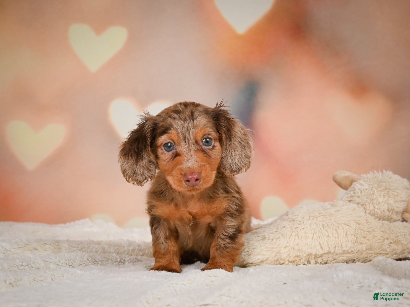 Miniature Dachshund dogs Romeo - Ad 2