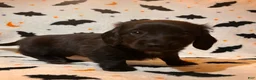 Miniature Dachshund dogs for sale: Poppy - Ad 2