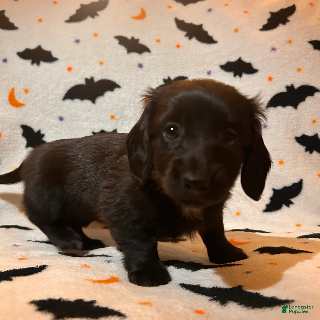 Miniature Dachshund dogs for sale: Poppy - Ad 2