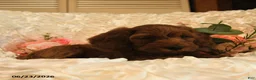 Mini Goldendoodle dogs for sale: Gus - Ad 4