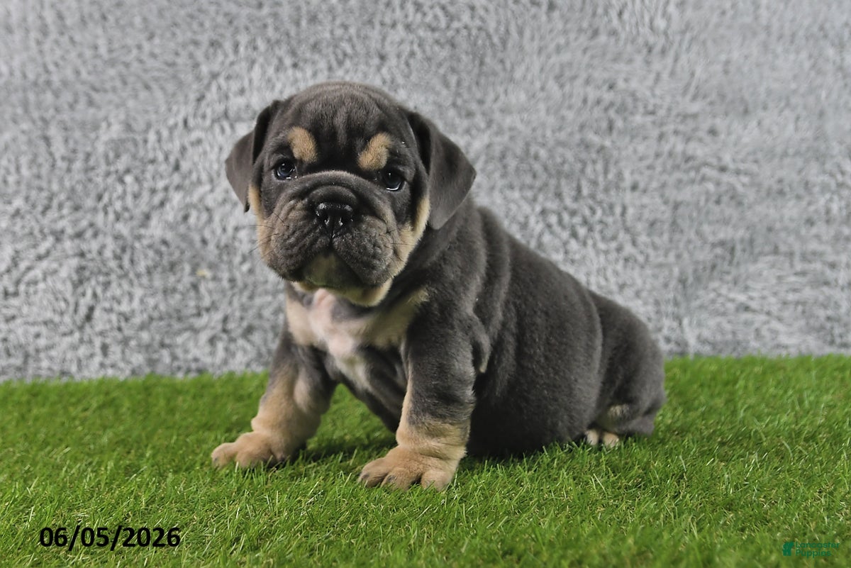 English Bulldog dogs Majesty - Ad 2