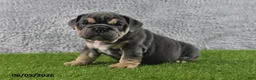 English Bulldog dogs for sale: Majesty - Ad 2