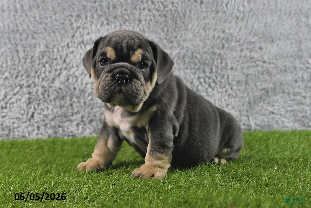 English Bulldog dogs for sale: Majesty - Ad 2