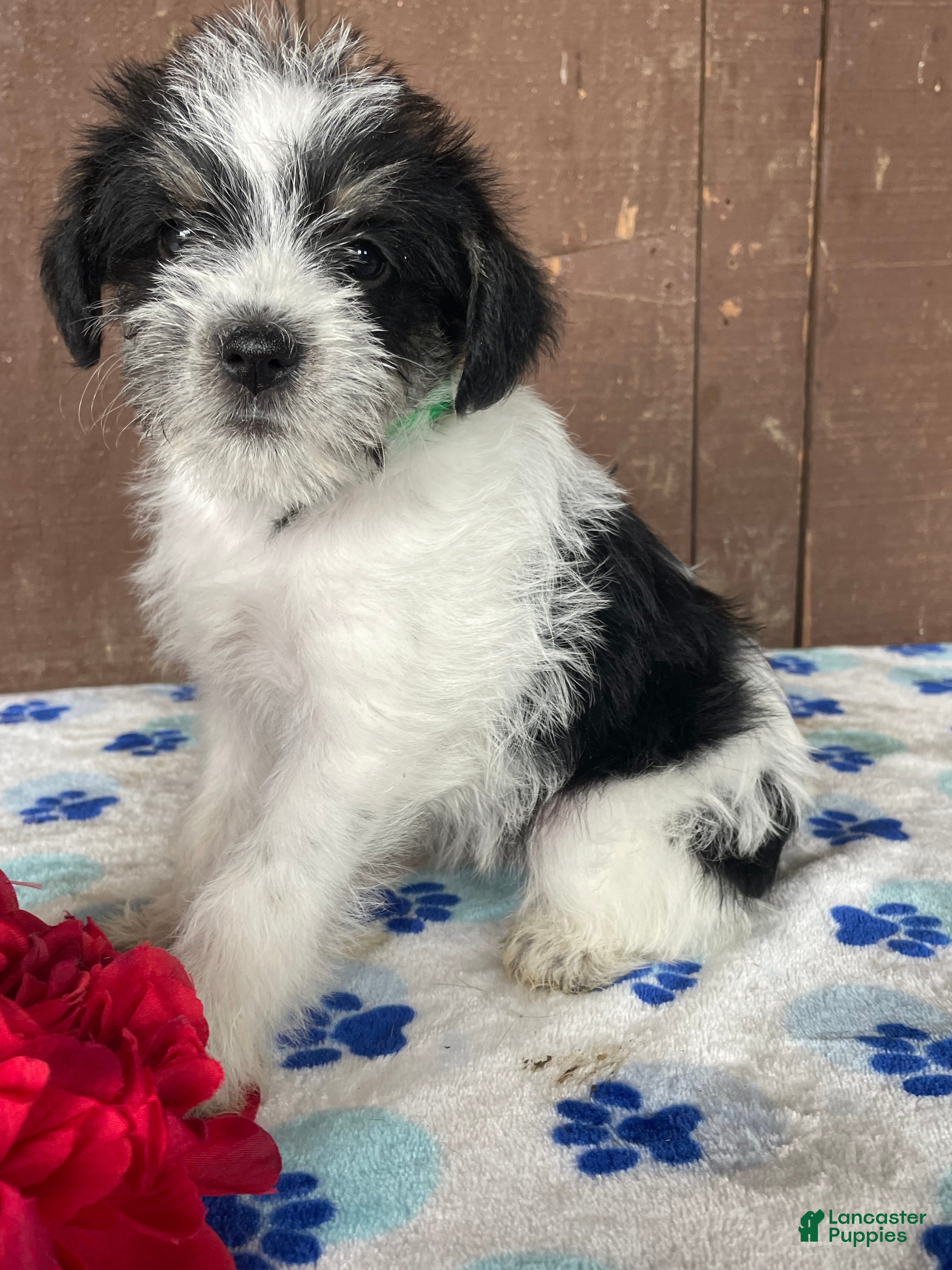 Miniature Schnauzer dogs Winnie - Ad 29