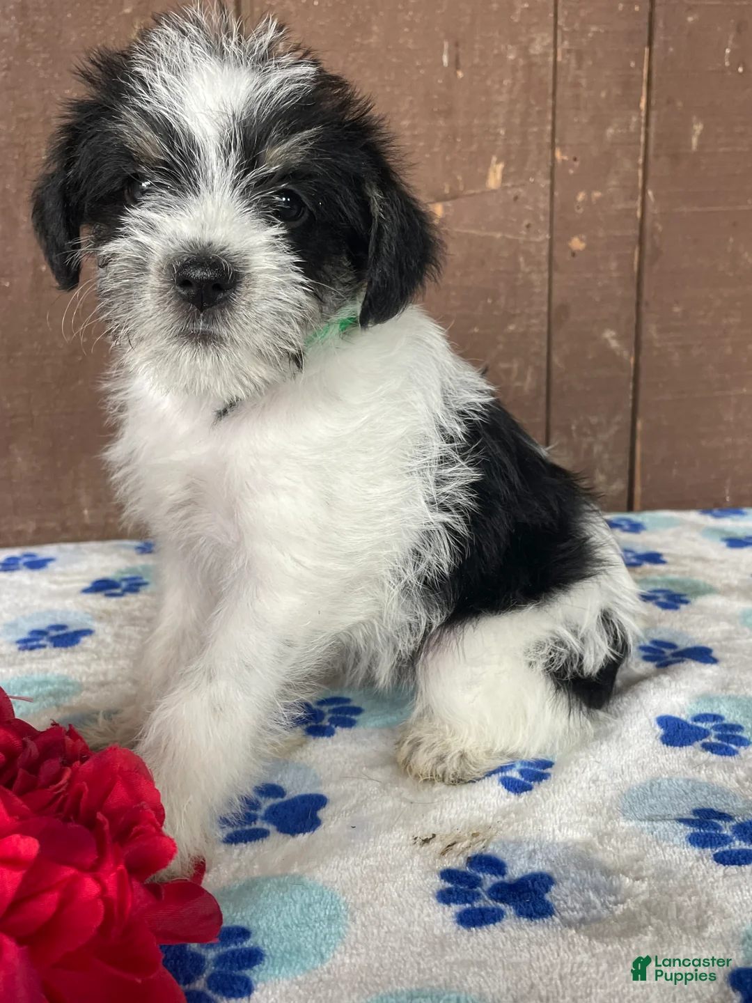 Miniature Schnauzer dogs for sale: Winnie - Ad 2