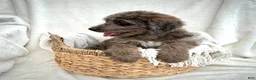 Bernedoodle dogs for sale: Scout - Ad 10