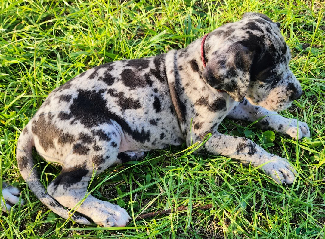 Great Dane dogs for sale: Merle Male  - Ad 1