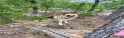 German Shepherd dogs for sale: German Shepherd 2 - Ad 4