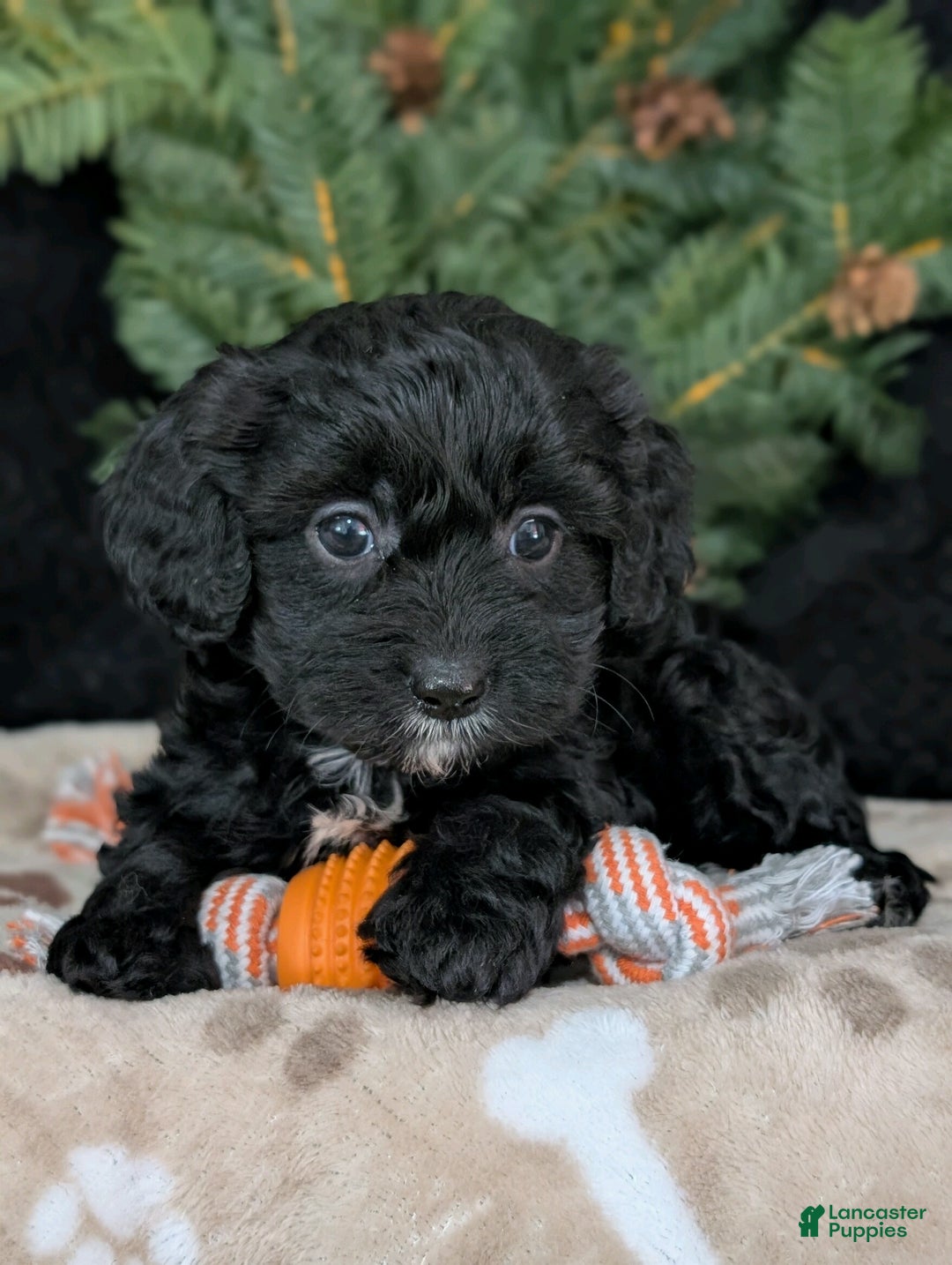 Cavapoo dogs for sale: Bella  - Ad 3