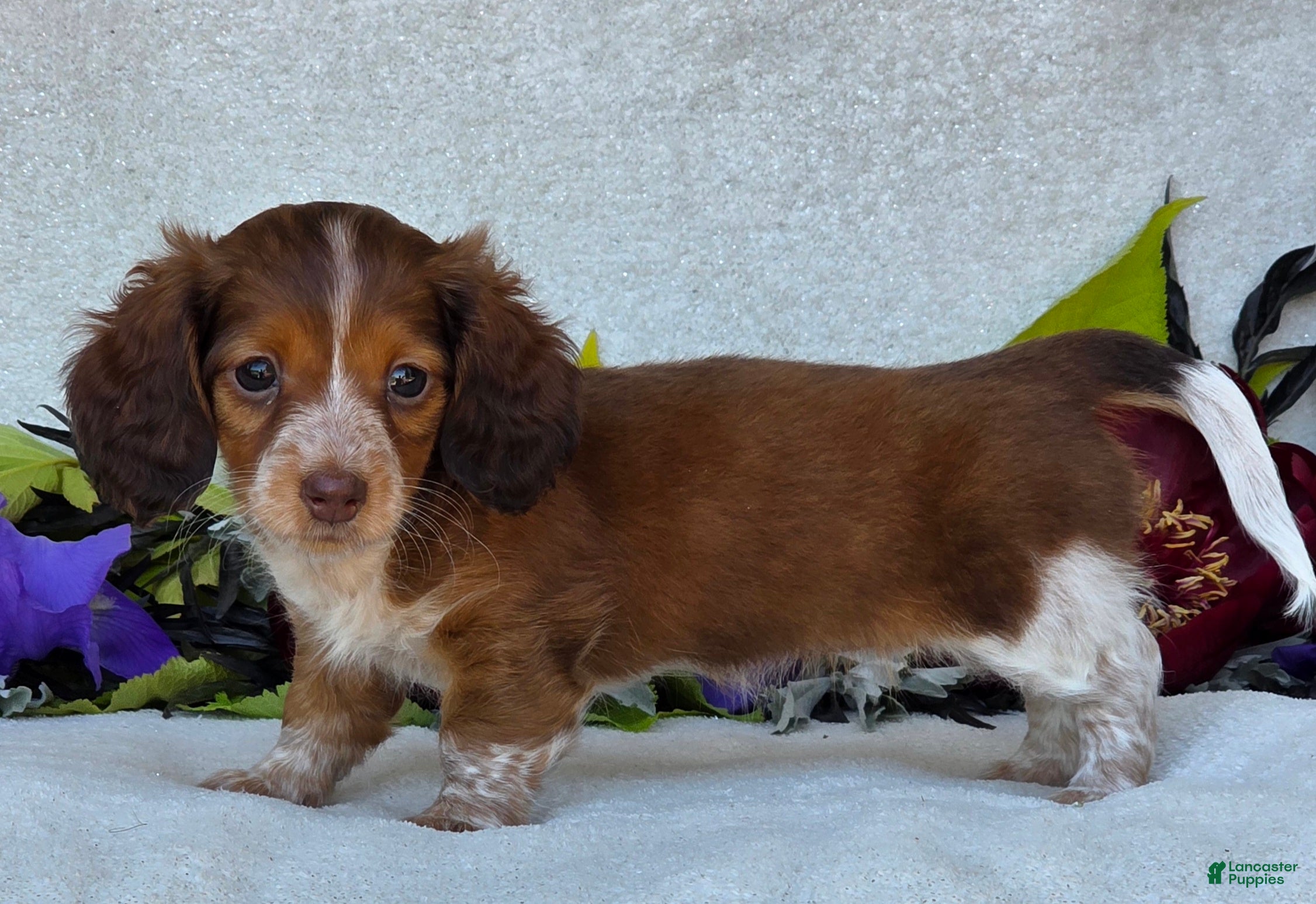 Miniature Dachshund dogs for sale: Lacey - Ad 4