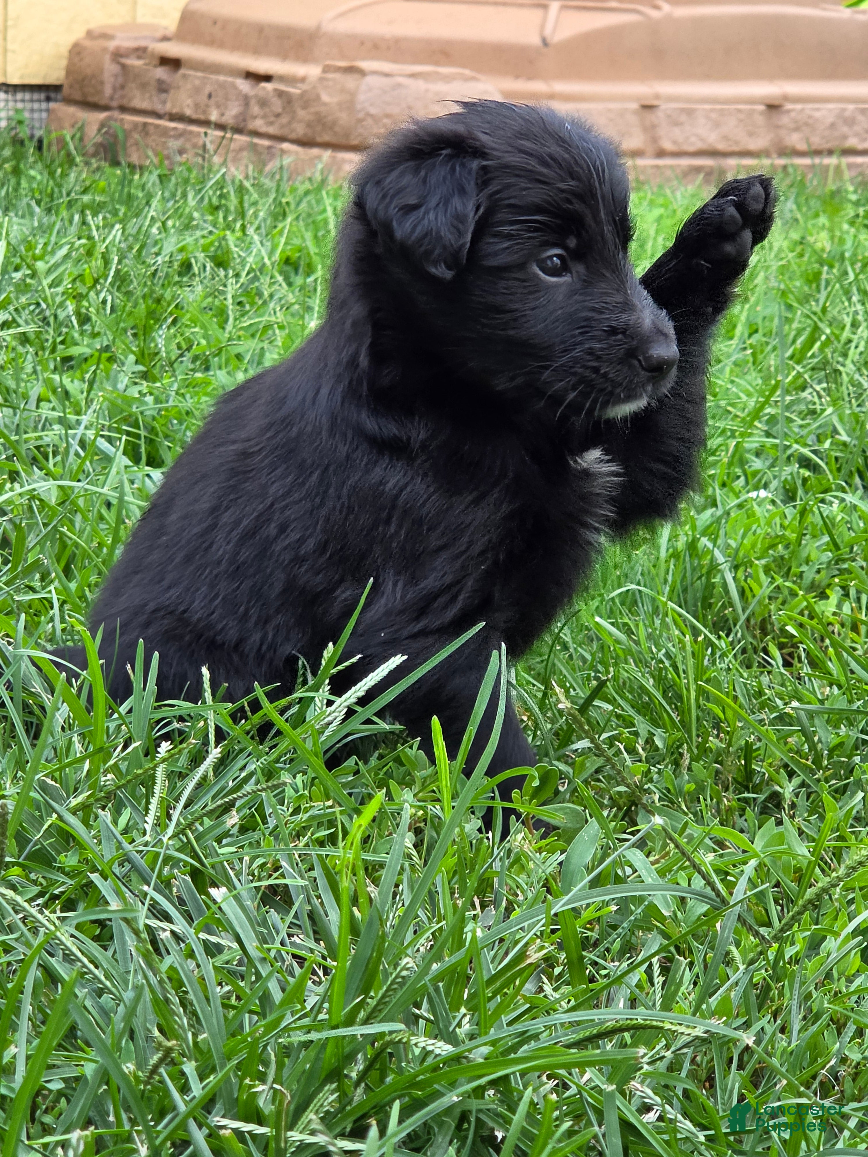 Mixed Breed dogs Nina - Ad 18