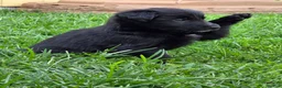 Mixed Breed dogs for sale: Nina - Ad 1