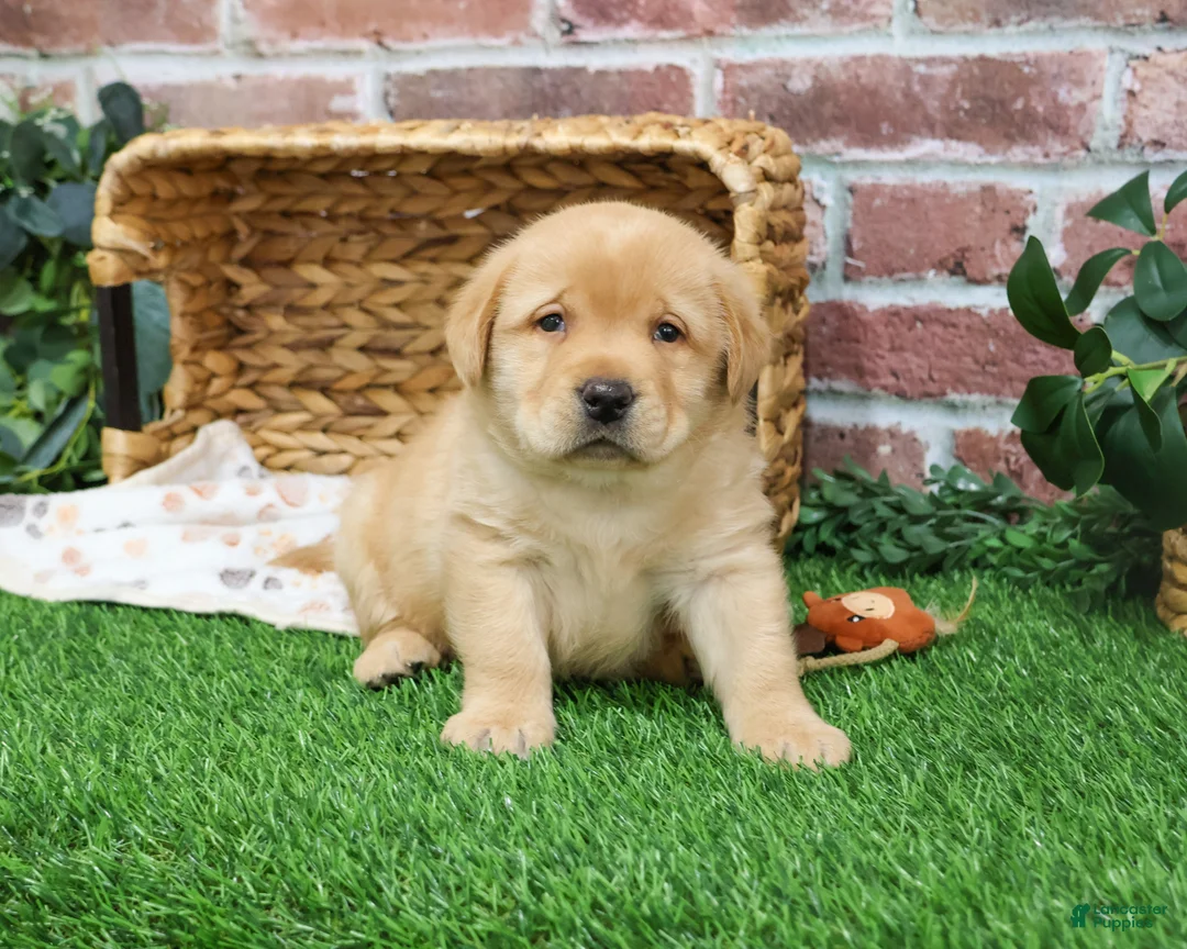 Labrador Retriever dogs for sale: Eggo - Ad 6