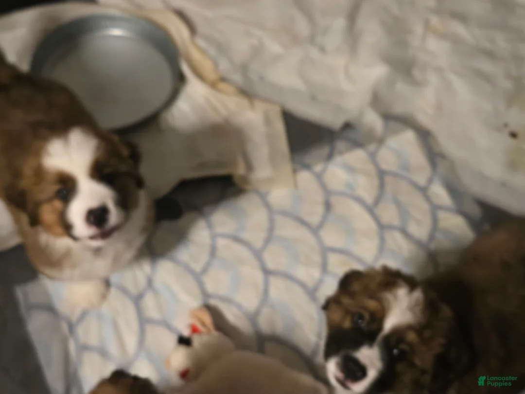 Mixed Breed dogs for sale: Brody - Ad 4