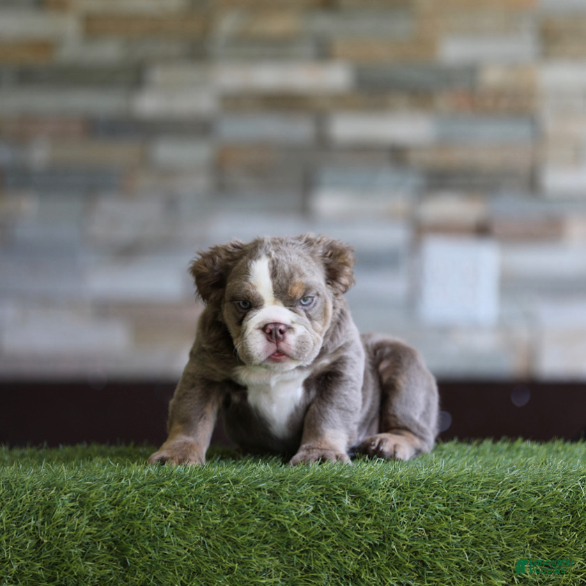 English Bulldog dogs English Bulldog 2 - Ad 17