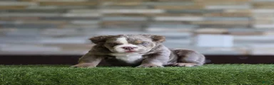 English Bulldog 2