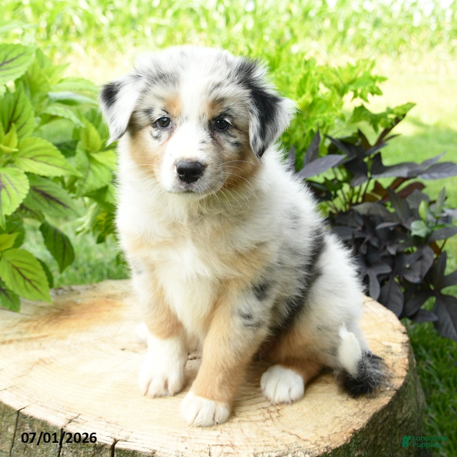 Australian Shepherd dogs Aurora - Ad 1