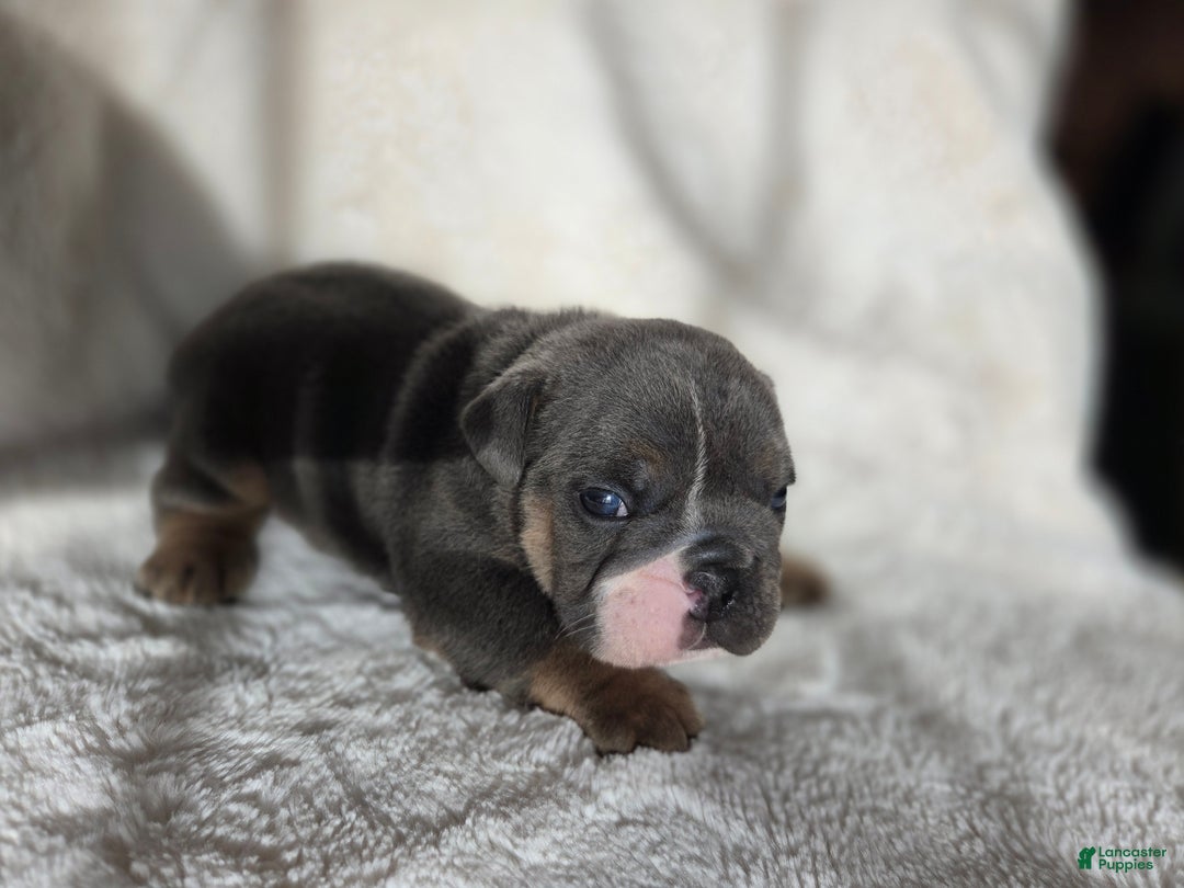 English Bulldog dogs for sale: Kojak - Ad 4