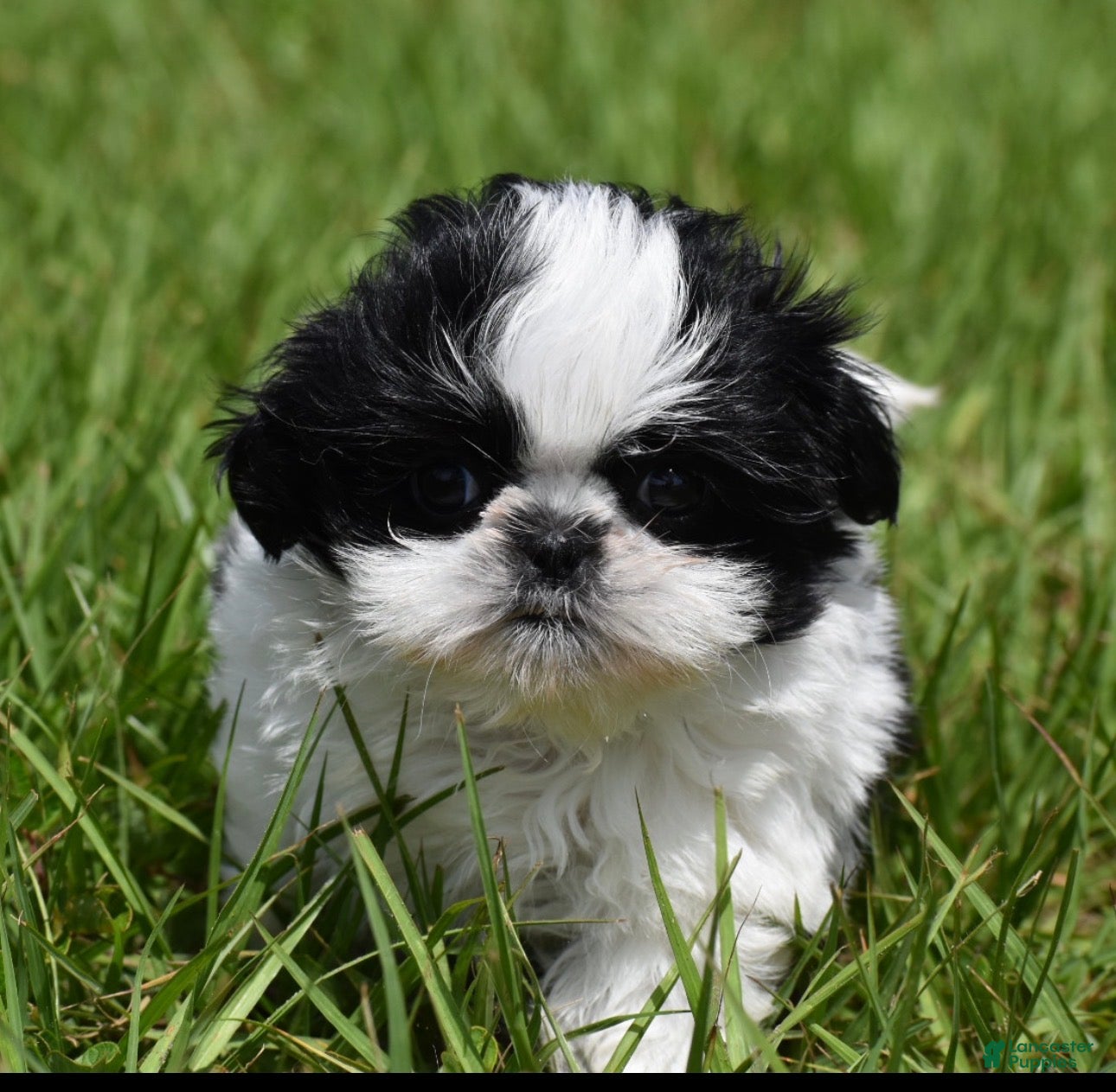 Shih Tzu dogs Shih Tzu Puppy 2 - Ad 1