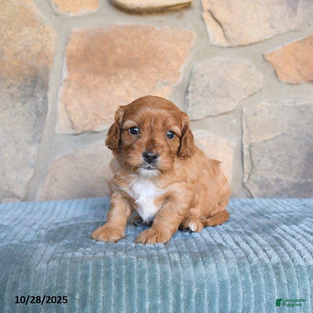 Cavapoo dogs for sale: Franklin - Ad 7