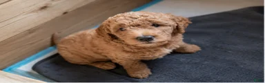 Mini Goldendoodle Girl 2