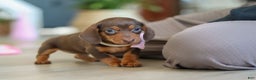Miniature Dachshund dogs for sale: Chloe - Ad 13