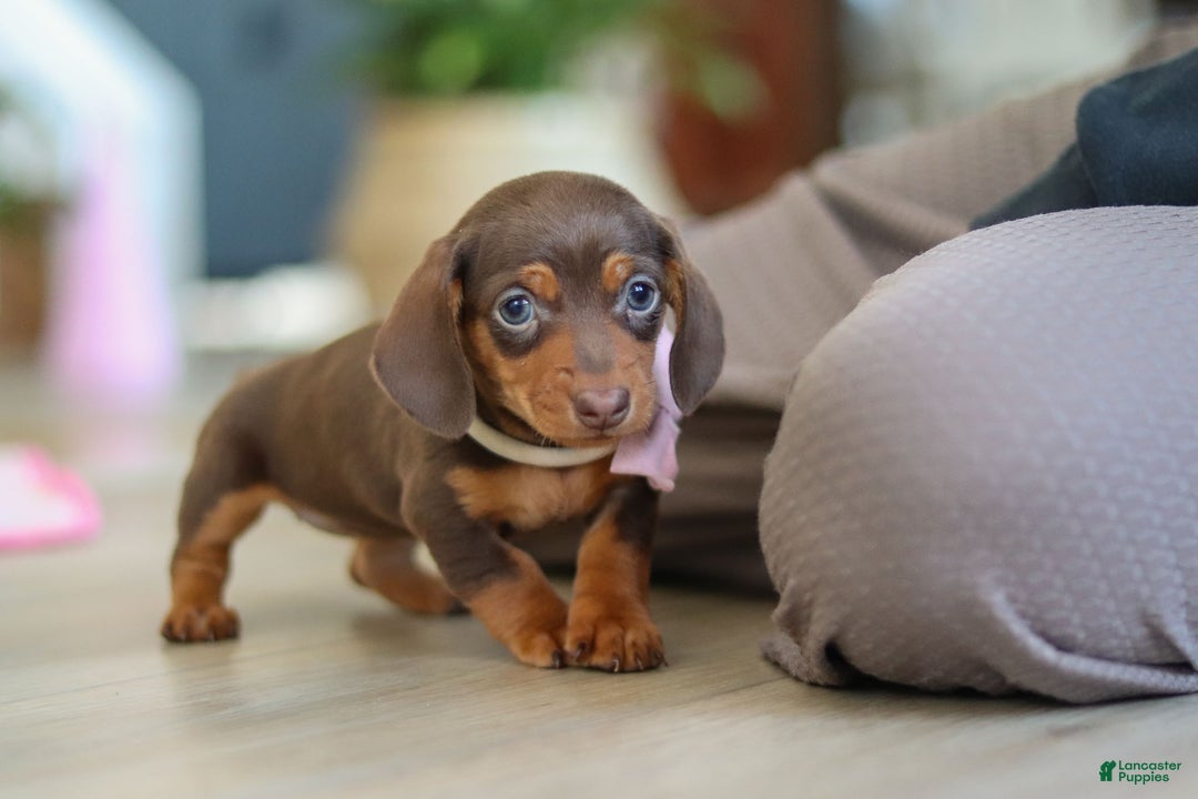 Miniature Dachshund dogs for sale: Chloe - Ad 13