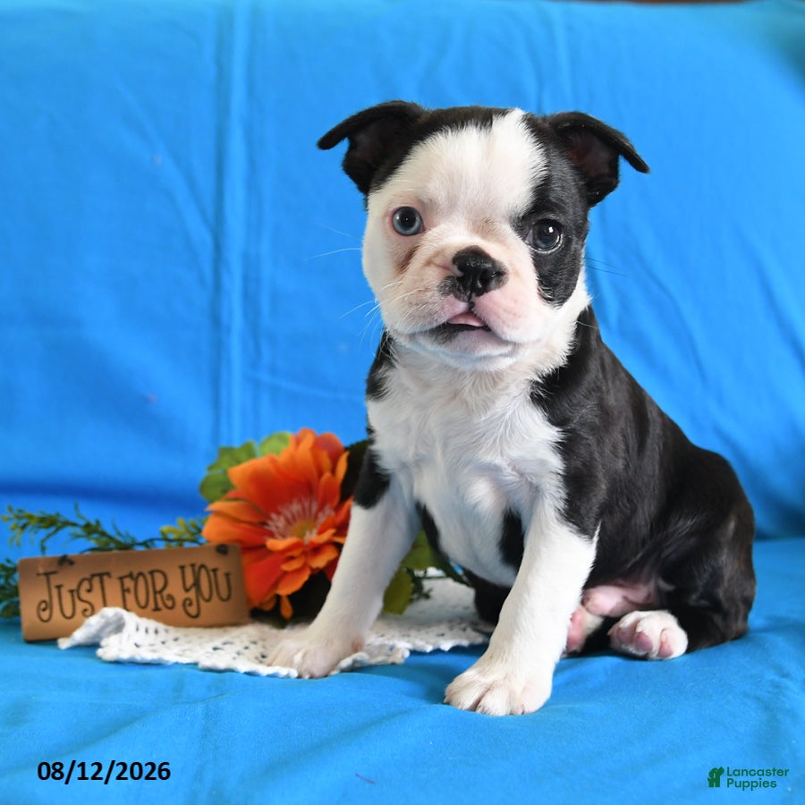 Boston Terrier dogs Alex - Ad 1